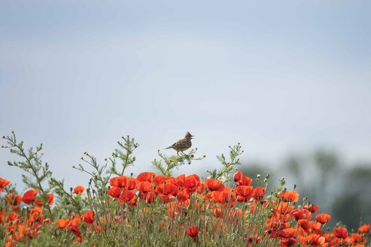 Eurasian skylark perched above red poppy field
