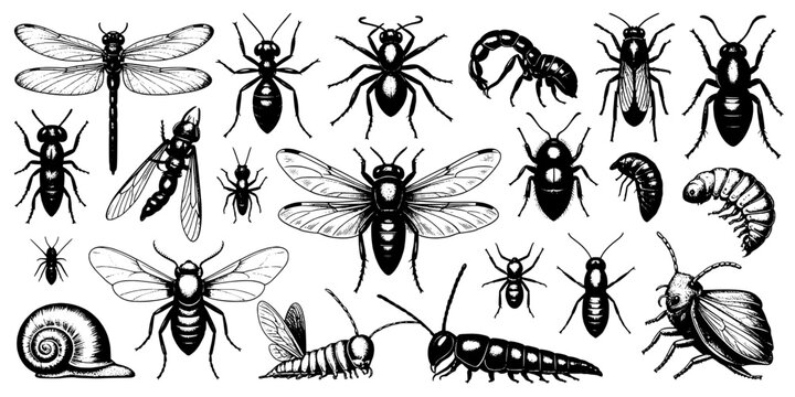 Insects Doodle Vector Pack Featuring Beetles, Flies, Dragonfly, Caterpillar, and Bug Silhouettes on White Background