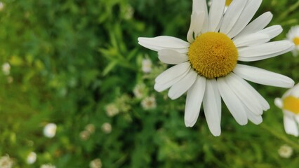 Fototapeta premium Close-up of a white daisy with a yellow center against a blurred green background