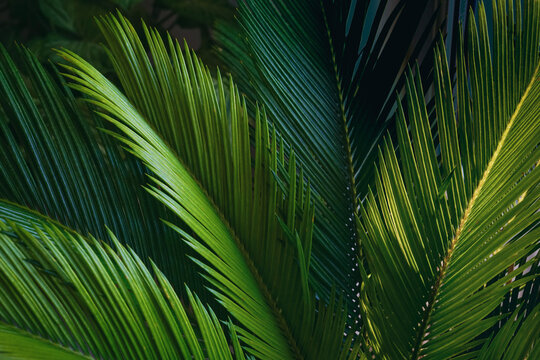 Detailed close-up of vibrant green palm leaves. Natural light creates beautiful textures and shadows on the tropical foliage. A refreshing nature background, perfect for botanical and eco-themes.