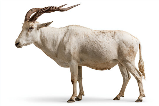 Addax Antelope Portrait isolated on white background