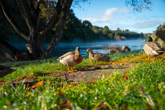 In the early morning, wild ducks forage by the river, Nea Zealand