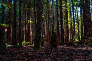 Fototapeta premium Sunlight penetrates the dense forest, New Zealand redwood forest
