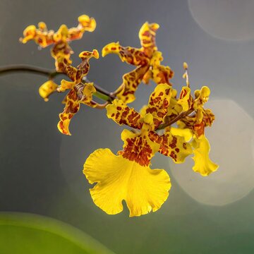 Exotic Yellow Orchid Oncidium Dancing Lady Flower Close Up.