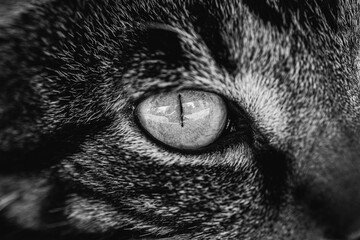 Close up of a cats eye. Feline.  © Piaffe Photography