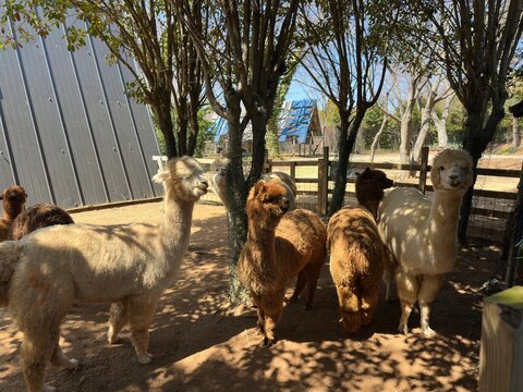 Llama standing in green pasture