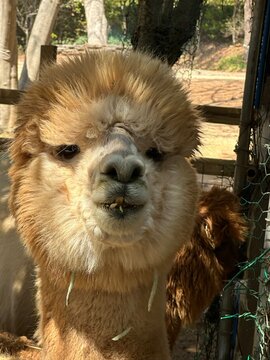 Brown alpaca standing in green field