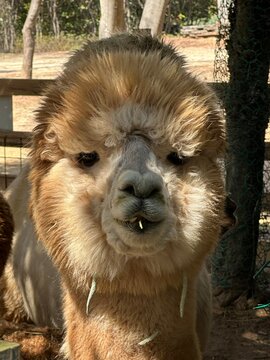 Brown alpaca grazing in green pasture
