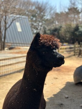 Llama portrait on the farm