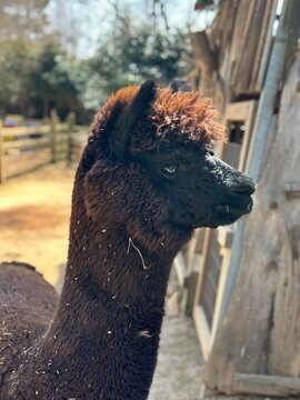 Brown alpaca portrait in green pasture