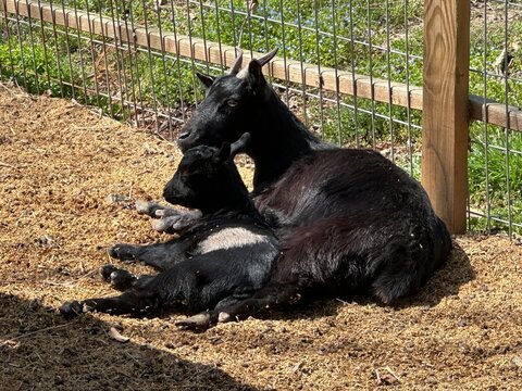 Wild boar in nature