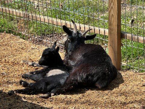 White goat portrait