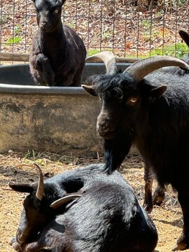 Goat with horns portrait