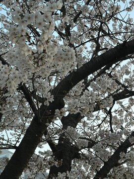 Cherry blossom branches with pink blossoms in spring