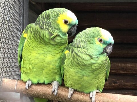 Colorful parrot close up portrait