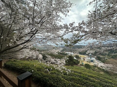 Cherry blossom tree in springtime