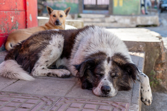 Two street dogs resting on a sidewalk in Suchitoto, El Salvador. A large black and white dog sleeps peacefully in the foreground while a tan dog keeps watch behind. Everyday life street scene.