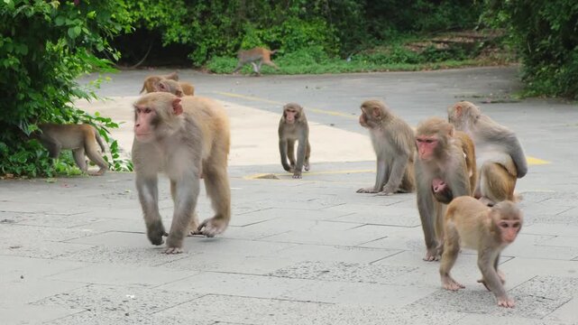 Monkey macaque dominant male leading troop family on road. Primate social hierarchy and wildlife behavior for nature reserve and conservation area