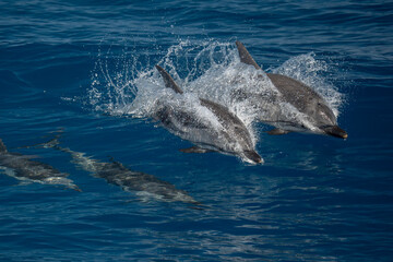 happy striped dolphins jumping on blue sea © Andrea Izzotti