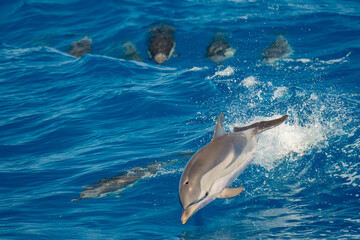 Fototapeta premium happy striped dolphins jumping on blue sea