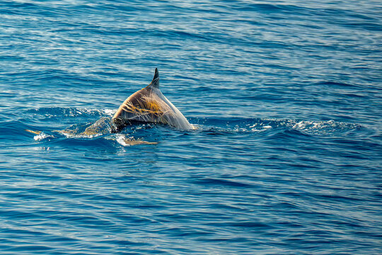 white cuvier beaked whale ziphius cavirostris