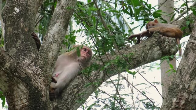 Monkey macaque resting on tree branch in tropical forest. Primate relaxation and wildlife behavior for nature reserve observation and conservation area