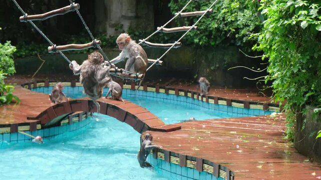 Monkey macaque young playing on rope ladder above pool in tropical park. Juvenile primates jump into water and swim showing playful behavior at wildlife reserve habitat.