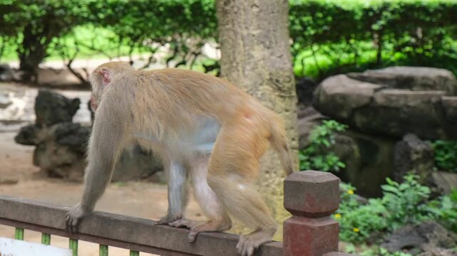 Male macaque sits on a wooden fence railing observing surroundings before walking away in tropical park. Primate territorial behavior and wildlife habitat for nature reserve observation area.