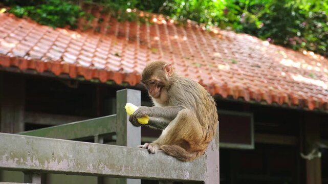 Monkey macaque baby peeling and eating banana on ledge. The juvenile primate enjoys a fresh fruit snack while resting near a building with a tiled roof.