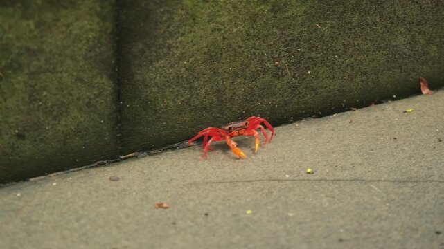 Red land crab moving along stone wall for safety protection. Terrestrial crustacean behavior and wildlife safety instinct for urban nature observation.