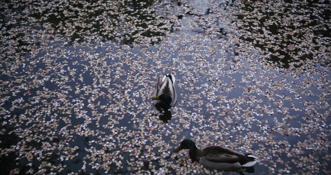Two ducks floating in Japanese pond with small leaves on surface - high shot
