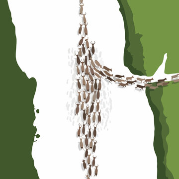 Large herd of wildebeest migrating across a vast, open plain, showcasing their impressive journey.