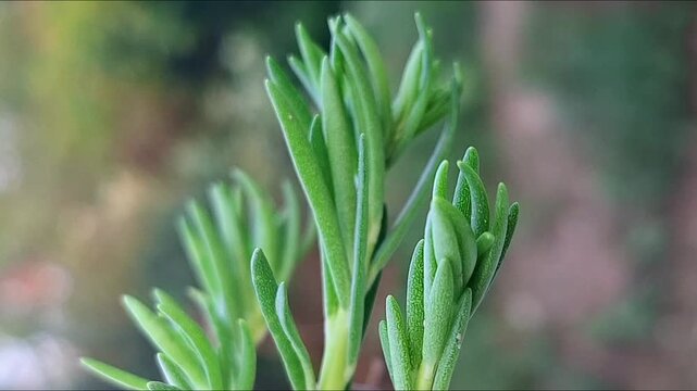 Macro View Of Young Green Plant Tips
