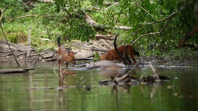 Rare Encounter with a Pack of Dholes (Asiatic Wild Dogs)