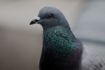Side Profile Portrait of a Gray Pigeon with Iridescent Neck © Miro