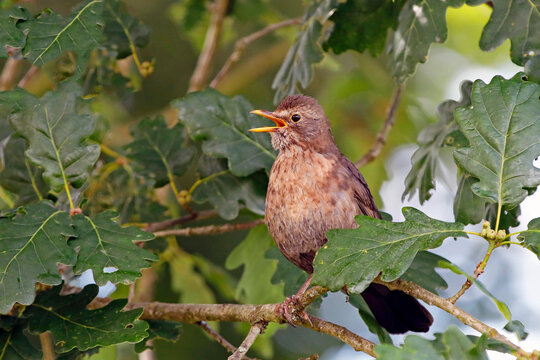 Schimpfende Amsel