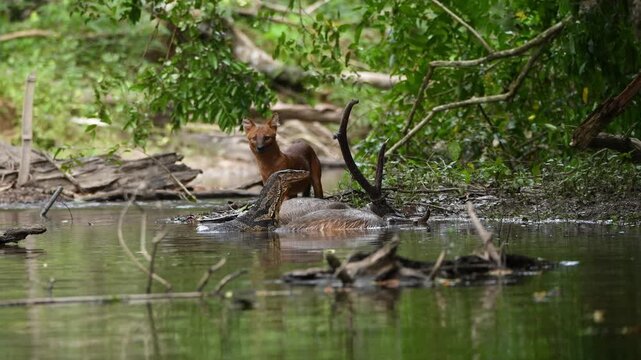 Rare Encounter with a Pack of Dholes (Asiatic Wild Dogs)