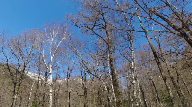 春の観光名所上高地の原始林と綺麗な青空の風景