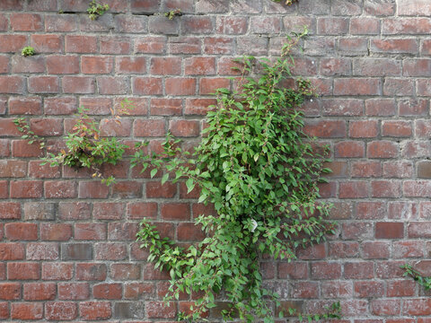 red brick wall with weed background