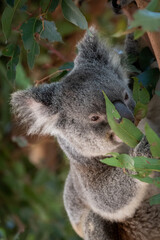Fototapeta premium A koala on a eucalyptus tree in a sanctuary in Australia
