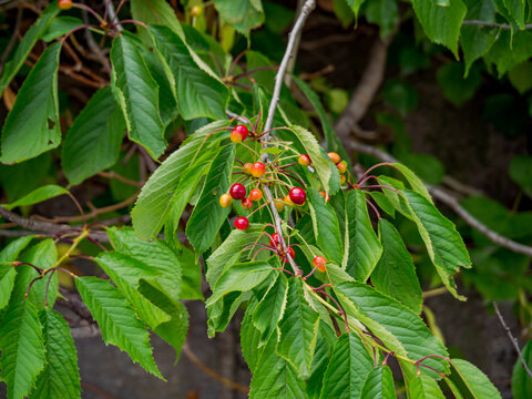 Wild cherry 