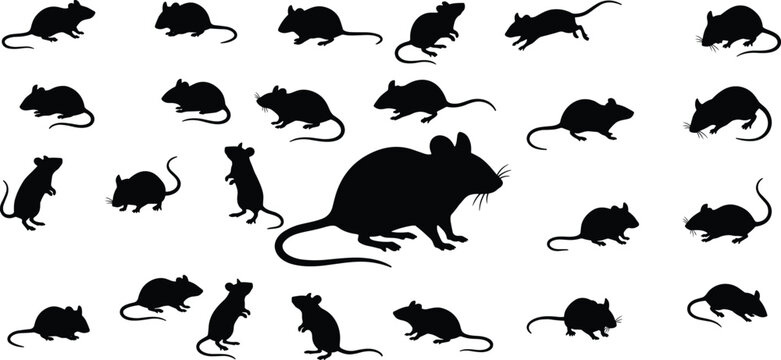 Vector silhouettes of rats and mice set in various poses including running standing and sitting isolated on a white background