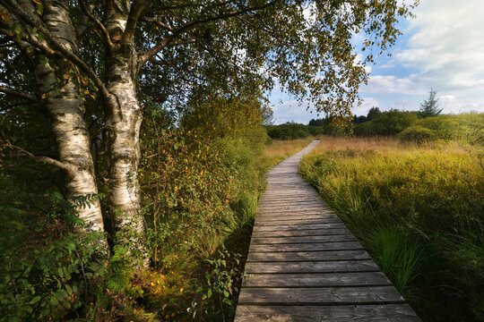 Wandern im Moor