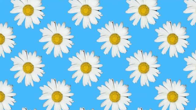White daisy pattern on blue background, animated floral backdrop for spring, summer, textile, wrapping, wallpaper and social media design, seamless style 3D animation
