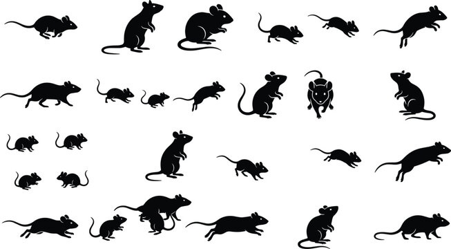 Set of black mouse and rat silhouettes in different positions including running jumping sitting and standing isolated on white background