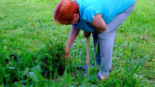 experienced gardener works carefully with a hoe removing weeds and loosening soil around flowers. The scene reflects traditional garden care active aging seasonal chores and rural lifestyle.