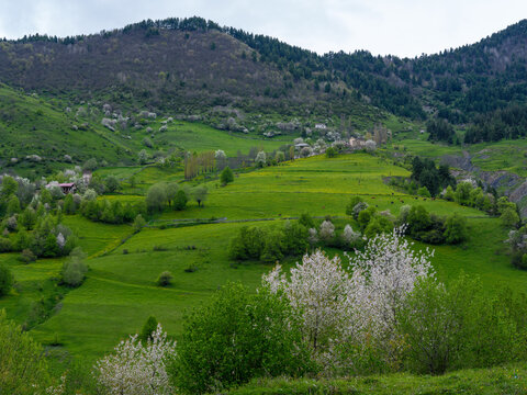 Svaneti historic village with medieval stone towers and blooming spring trees, Georgia.