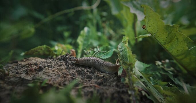 Deroceras agreste is a species of air-breathing land slug in the family Agriolimacidae.