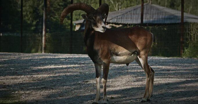 A solitary goat exploring its surroundings in the field