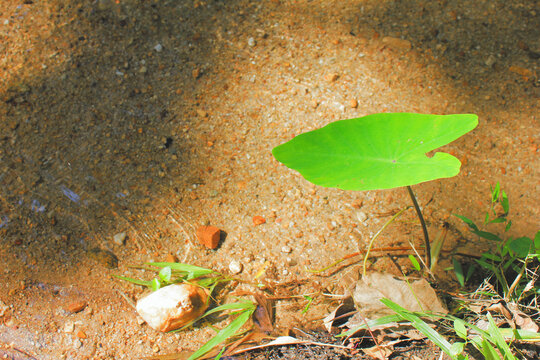 Lotus leaves by the stream in the forest.